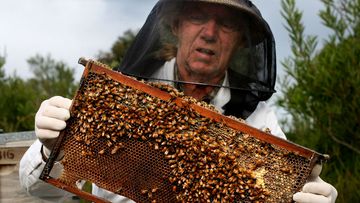 NSW DPI has established emergency and kill zones around infested premises to try and eradicate varroa mite in the state.