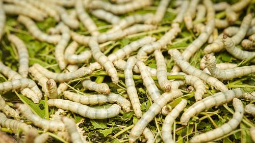 Silkworms