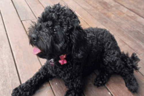 Dora il cavoodle è stata scattata fuori da un centro commerciale a South Yarra.