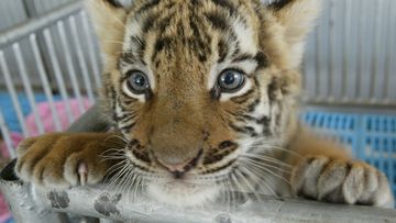 The Chinese government has legalised the use of endangered tiger and rhino products for "medical" purposes.