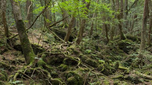 The Aokigahara forest is wildly known as the 'suicide forest' because many people enter the thick, wooded area and die by suicide. 