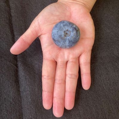 World's heaviest blueberry picked right here in Australia