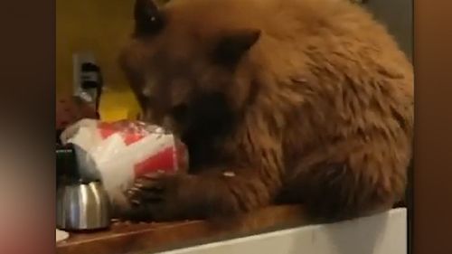 The bear was eating a bucket of KFC. 