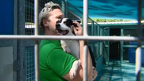 RSPCA Townsville shelter manager Jacinta Wight with one of the dogs. (9 NEWS)