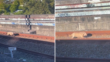 Trains were delayed in peak hour this morning after a small fluffy dog ran along train tracks in Sydney&#x27;s north.