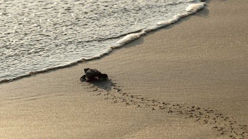 A newly-hatched olive ridley turtle heads to the water on a beach in Acapulco, Mexico.