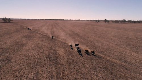 PM Turnbull will visit Forbes, NSW today to announce phase two of the federal government's drought relief package.