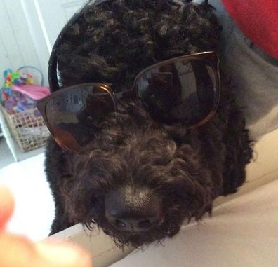 Dog wearing sunglasses.