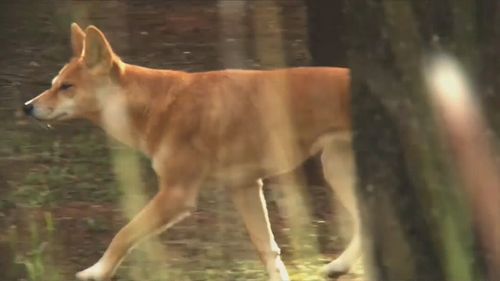Les gardes du parc d'un terrain de camping populaire en Australie-Occidentale vont euthanasier un dingo après qu'il ait mutilé un tout-petit.