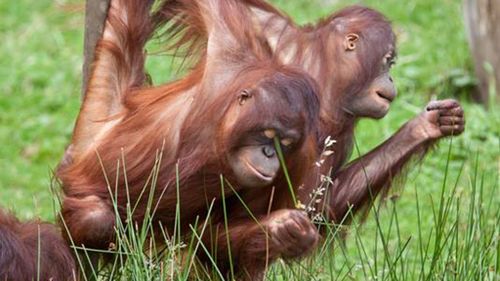 Dutch animal reserve experimenting with 'Tinder for orangutans'