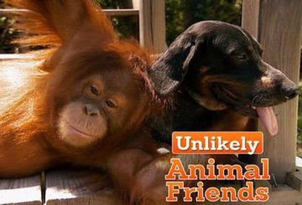 Unlikely Animal Friends
