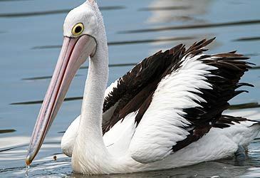 What is the conservation status of the Australian pelican?