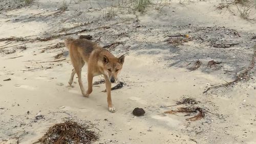 Fraser Island dingo dingoes