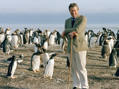  Prince Charles Leaning On His Crook As He Watches The Gentoo Penguins During His Visit To Sea Lion Island In The Falkland Isles.