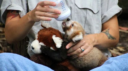 The red panda cub drinks milk while clinging to its soft-toy surrogate mother. (Taronga Zoo)