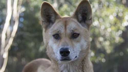 Sandy Malaki – the pure Desert Dingo that was part of the study – was discovered as a three-week old pup by a roadside in the central Australian desert near the Strzelecki Track, with her sister and brother.