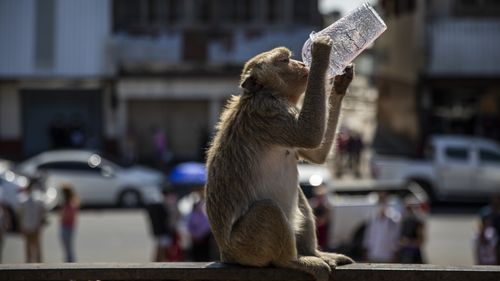 LOP BURI, THAILAND - NOVEMBER 28: A monkey attempts to drink the leftovers of a smoothie during the Lopburi Monkey Festival on November 28, 2021 in Lop Buri, Thailand. Lopburi holds its annual Monkey Festival where local citizens and tourists gather to provide a banquet to the thousands of long-tailed macaques that live in central Lopburi. This year the event was Lopburi's main reopening event since Thailand opened to foreign tourists without having to quarantine on November 1. 