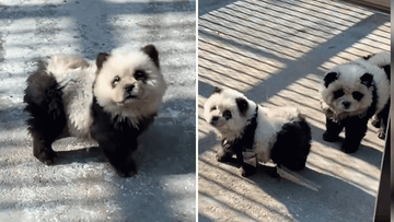A Chinese zoo has come under fire after dogs dyed black and white were displayed to resemble pandas. 