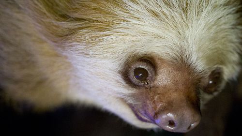 Adelaide Zoo farewells oldest sloth