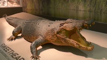 'Sweetheart' - The Northern Territory's iconic croc