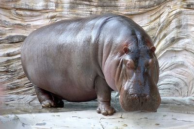 <strong>Hippos fling poo</strong>