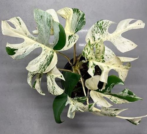 New Zealand houseplant sells for $17,800 in online bidding war