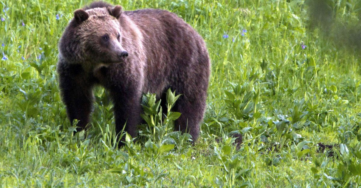 USA: Man kills grizzly bear after it attacked while he was berry picking