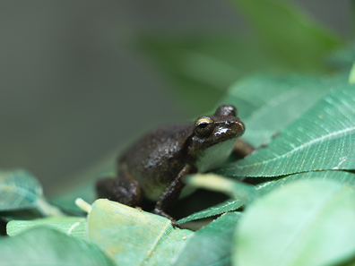 A native Australian Booroolong frog.