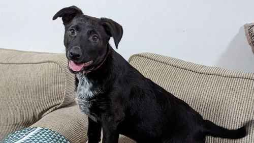 Rory is available to adopt from the Australian Working Dog Rescue in Victoria 