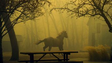 A horse runs through Grasso Park as smoke from nearby fires obscures visibility in Superior, Colorado. (Helen H. Richardson/The Denver Post via AP)