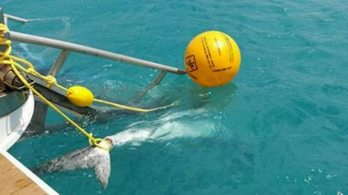 World-first Australian technology, Shark Shield, could also spell the end of shark nets and drum lines around the country.