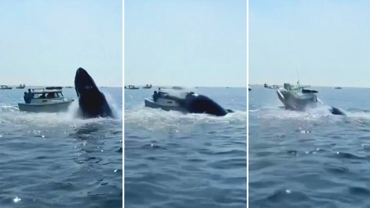 whale breaching on boat