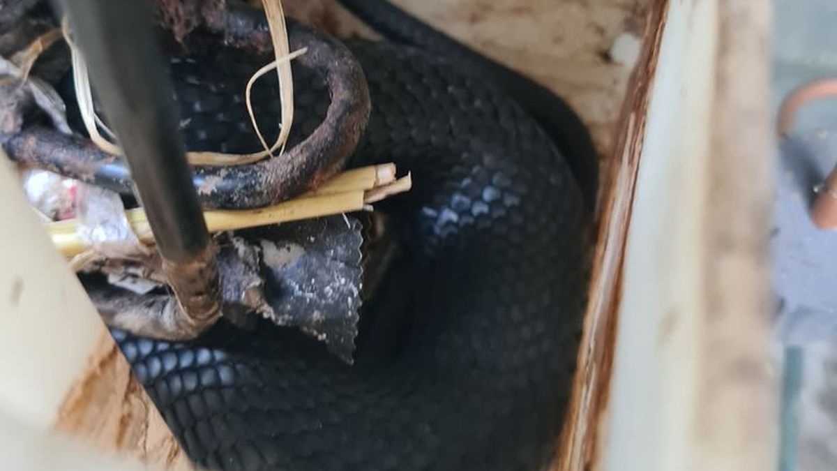 Red-bellied black snake with its head stuck in beer can found by Heyfield  man - ABC News