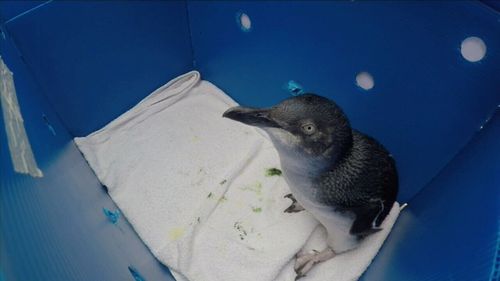 Rescued Little Penguins Margaret, Nigel, Colin, Footsie and Bondi were today released into the wild after a successful recovery. Picture: 9NEWS.