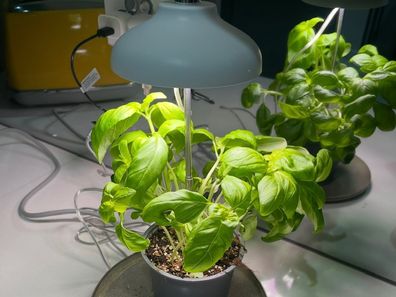 The cheap light saving my basil plant. 