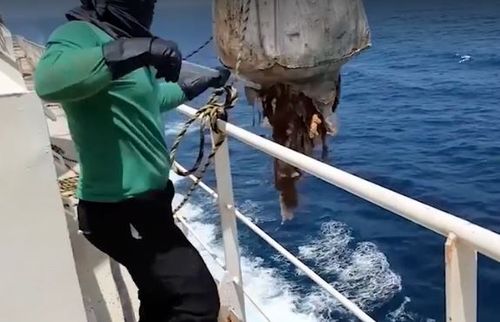 The workers then dump the carcasses overboard into the ocean. (Supplied: Animals Australia)