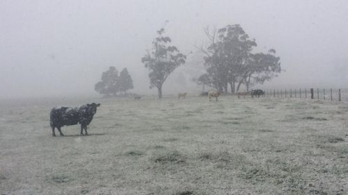 Snow turns properties white in Ballarat. (Twitter, @PjbyPats)