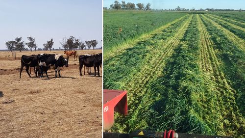 Then and now: Steve Dalitz documents the last few years drought versus this year's lush green. 