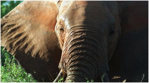 Italian tourist trampled to death by elephant in Kenya
