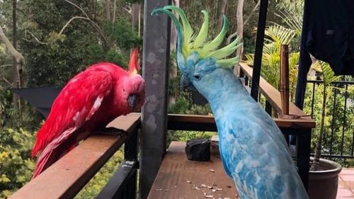 'Terrible human behaviour' likely cause of brightly coloured cockatoos