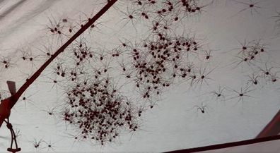 Spiders found in camper's tent