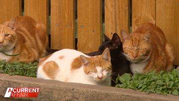 Residents call out cat-astrophic neighbourhood overrun by felines