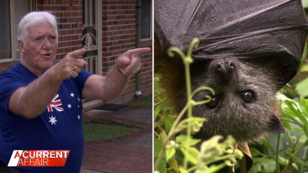 A Current Affair: Sydney residents say their lives are being 'ruined' by  20,000 bats