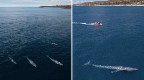 Dylan Dehaas spotted the animals off the coast of Cape Naturaliste in Western Australia.