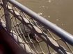 A three-metre-long crocodile was being fed by an Adelaide River cruise when &quot;Dominator&quot;, the territory&#x27;s largest and most infamous reptile, snuck up behind it.