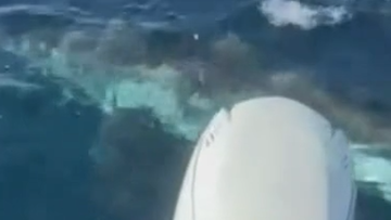 Fishermen have frightening encounter with monster great white shark