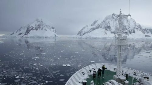 Minke whales live in in the seas around Antarctica.