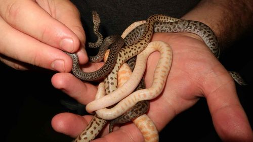 Jake Thomas mainly breeds spotted, Children's and Stimpson's pythons, pictured here.