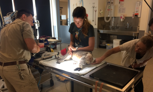 A Koala who was hit by a car is on his way to recovery, after being found injured near Portland last year. (Madeline Slattery / 9NEWS)