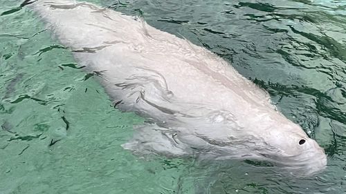 Pig the dugong
